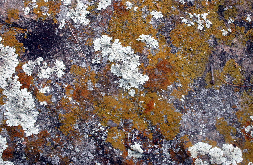 lichen17